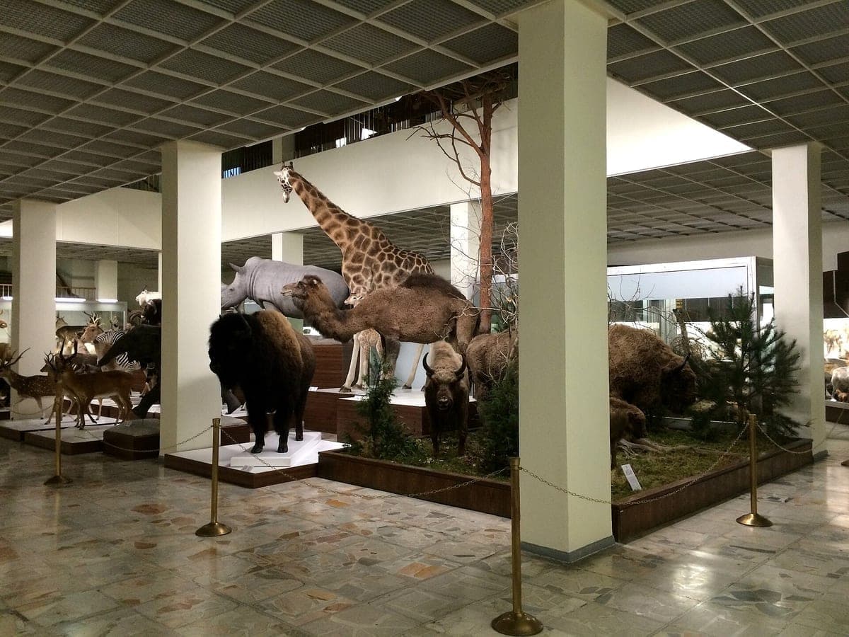 Kauno Tado Ivanausko zoologijos muziejus